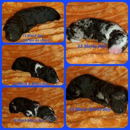 Bernedoodle Puppies from Foothills Family Doodles