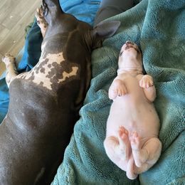 American Hairless Terrier Puppies from OakSahara