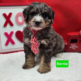 Vixen- Green collar - Blue merle male Bernedoodle puppy in Summerville, South Carolina from Channys Doodles