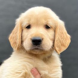 Dustin - Golden Retriever puppy from Bear State Golden Retrievers