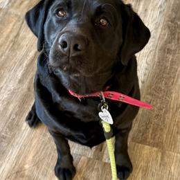 Marlie - Labrador Retriever