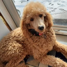 Aussiedoodles, Old English Sheepdogs, Poodles, and Sheepadoodles from Iowa's Doodle Co.