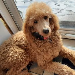 Aussiedoodles, Old English Sheepdogs, Poodles, and Sheepadoodles from Iowa's Doodle Co.