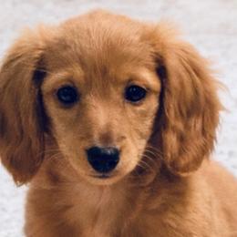 Byrdie - Dachshund