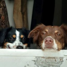 Australian Shepherds from Greenleaf Aussie's and Steers