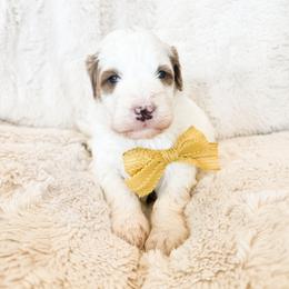 Boy 2 - male Bernedoodle puppy in Kamas, Utah from A + E Farms