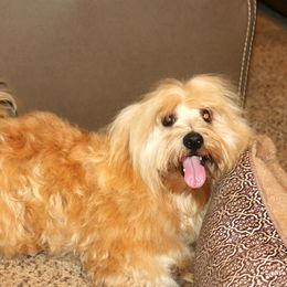 Sunny - Havanese