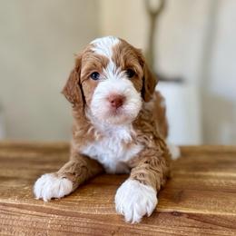 Cinnamon girl - Red  female Goldendoodle puppy in Rio Linda, California from Plush Doodles