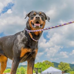Rottweilers from Magicwinds Rottweilers
