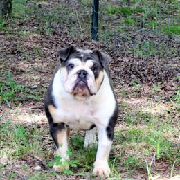 Deli - Bulldog
