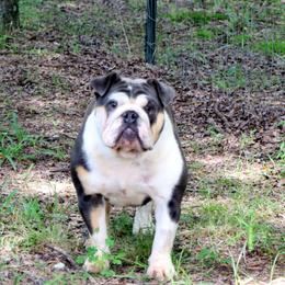 Deli - Bulldog