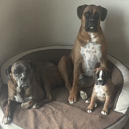 Boxer Puppies from Shalyce Pifer