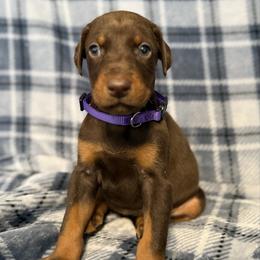 Purple Collar - Red and rust female Doberman Pinscher puppy in Lake City, Florida from Paintedcrazy Doberman Pinchers