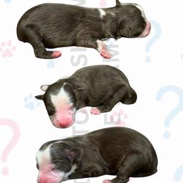 Minx - Red tri female Miniature Australian Shepherd puppy in Oronogo, Missouri from Dutton's Show Me Farms
