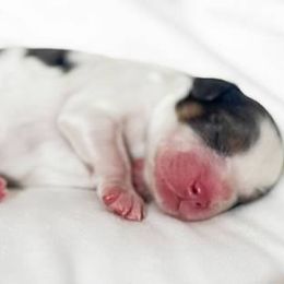 Boy 2 - male Cavapoo puppy in Peoria, Arizona from Cactus Doods