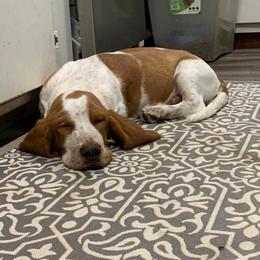 Basset Hound puppies from Heyliger Hounds