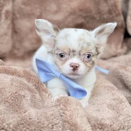 Asher Merle Lilac - Merle male Chihuahua puppy in Brooklyn, New York from Cuties 4 You
