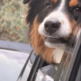 Australian Shepherd All Grown Up from Muckalee Lane Aussies