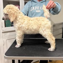 Girl 3 - Cream female Poodle puppy in Walpole, Massachusetts from Harborstone Poodles and Terriers