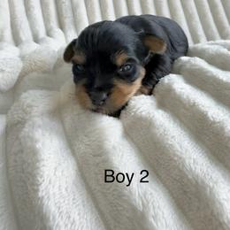 Boy 2 - Black and tan male Yorkshire Terrier puppy in Clint, Texas from Sun City Yorkies