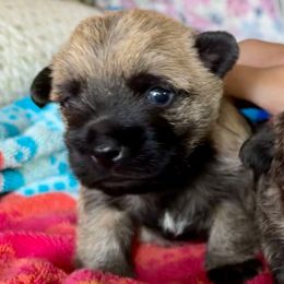 Larry - Wheaten male Cairn Terrier puppy in Hollywood, Maryland from Quiet Waters