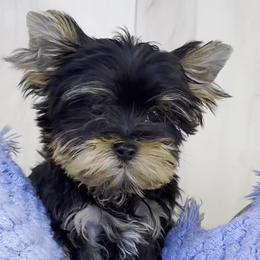 Rocky - Black and tan male Yorkshire Terrier puppy in Roseville, California from Blueberry Brook Yorkies