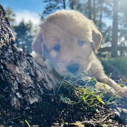 Bear - Golden male Golden Retriever puppy in Peyton, Colorado from Jana Belanger