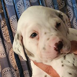 Boy 1 - Dalmatian puppy in Westfield, Massachusetts from Adopt A Spot New England