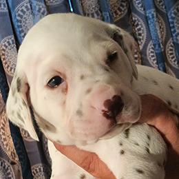 Boy 1 - Dalmatian puppy in Westfield, Massachusetts from Adopt A Spot New England