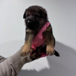 Callan Vom Haus Atreus - Sable male German Shepherd puppy in Waldorf, Maryland from Haus Atreus German Shepherds