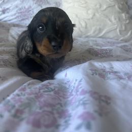 Moon Pie - Dapple male Dachshund puppy in Temecula, California from Naomi Magee's Dachshund Kennel