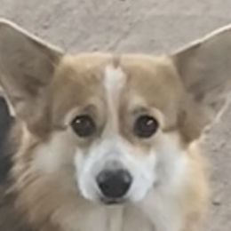 BeBe - Pembroke Welsh Corgi