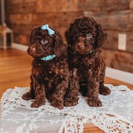 Mochi - Brown female Poodle puppy in Munster, Indiana from Miranda’s Sunshine Poodles and Doodles