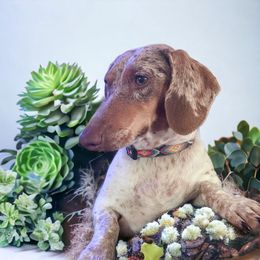 Chili - Dachshund