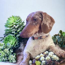 Chili - Dachshund