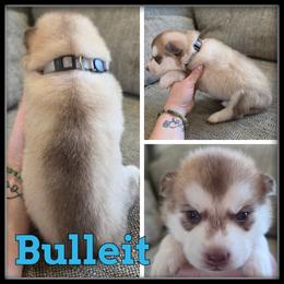 Bulleit - Red and white male Siberian Husky puppy in Merrill, Michigan from Haase Family Kennels
