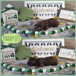 Paddy - Chocolate and tan female Dachshund puppy in Indianapolis, Indiana from Homegrown Hoosier Kennels