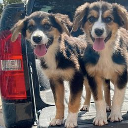 Australian Cattle Dogs, Australian Shepherds, Companion Crosses, and Miniature Australian Shepherds from MK Aussies