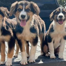 Australian Cattle Dogs, Australian Shepherds, Companion Crosses, and Miniature Australian Shepherds from MK Aussies