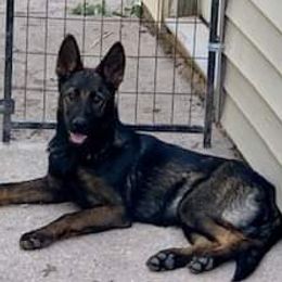 JJ - German Shepherd
