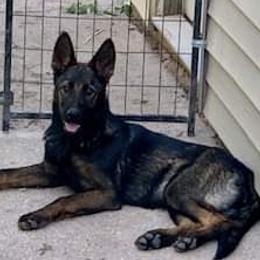 JJ - German Shepherd