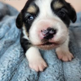 Sienna - Black and white female American Corgi puppy in Oak Harbor, Washington from Blackberry Hill Corgis