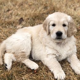 Golden Retrievers from Sovereignty Grace Goldens