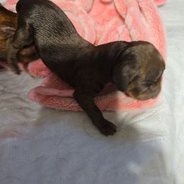 Frosty - Chocolate male Dachshund puppy in Oklahoma City, Oklahoma from Hamm Weenies  AKC (Dachshunds)