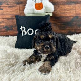 Winnie - Black white and tan female Cockapoo puppy in Lancaster, Missouri from Cavapoo Acres