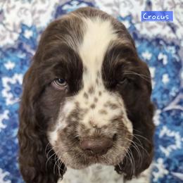 English Springer Spaniel Puppies from Pinwheel Acres