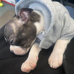 Boston Terrier Puppies from Christina's Boston Terriers