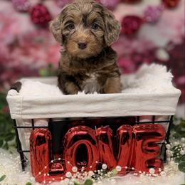Elsa Peretti - Chocolate female Australian Labradoodle puppy in Brush Prairie, Washington from Fancy Pants Labradoodles