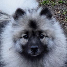 Kalea - Keeshond