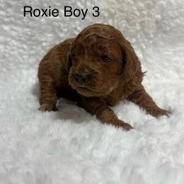 Boy 3 - Red  male Goldendoodle puppy in Wever, Iowa from JK Royal Lines